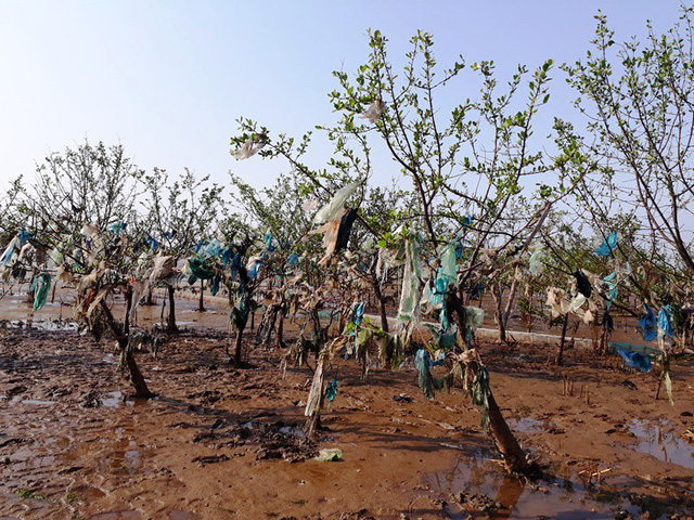 Thanh[-]Ho&aacute;:[-]Kinh[-]h&atilde;i[-]r&aacute;c[-]thải[-]quấn[-]chặt[-]c&acirc;y[-]rừng[-]ph&ograve;ng[-]hộ[-]ven[-]biển